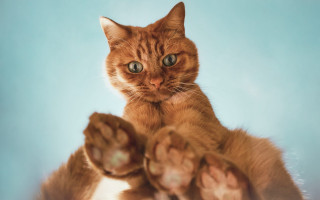 Cat pawing shiba inu blurry - sharp claw free wallpaper