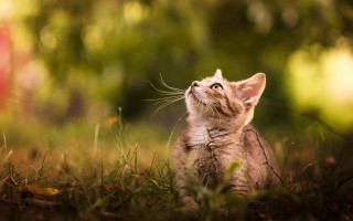 Kitten grass sitting looking up - its eye free wallpaper