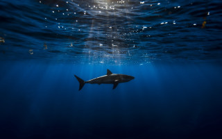 Shark ocean sunlight water hologram - a shark swimming in the ocean free wallpaper