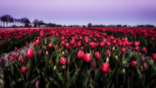 Red tulips dusk purple sky - rich moody colour free wallpaper