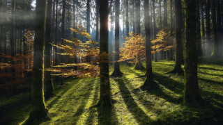 Forest sunshine volumetric light nature - volumetric light free wallpaper