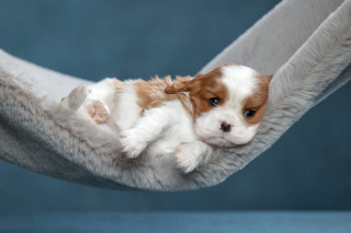 Small puppy hammock dog cute - his paw free wallpaper