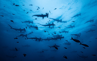 Ocean sharks fish birds dolphins - a large group of fish swimming free wallpaper