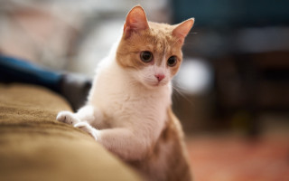 Cat couch blurry background sharp - sharp focus free wallpaper