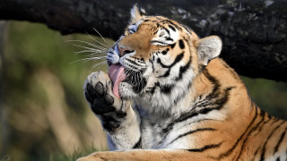 Tiger yawning tree branch zoo - sharp claw free wallpaper