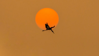 Bird silhouette sun moon hazy - hazy free wallpaper