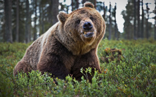 Brown bear field trees open - tongue free wallpaper for desktop