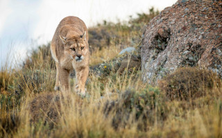 Mountain lion grassy rock formation - a mountain lion free wallpaper
