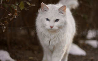 White cat blue eyes walking - majestic free wallpaper for desktop