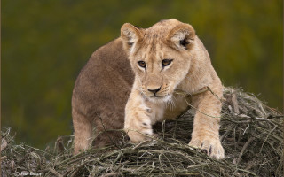 Lion cub hay grass wildlife - wild free wallpaper