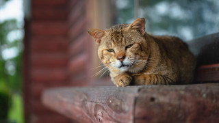 Cat sillouette blurry background photorealistic - the distance free wallpaper
