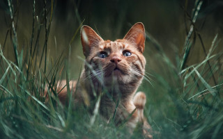 Cat forest grass blue eyes - its eye wide open free wallpaper