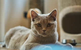 Cat floor looking camera blurry - boleslaw cybi free wallpaper