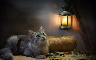 Cat lantern pumpkin stilllife autumn - a tablecloth free wallpaper