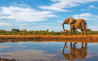 Elephant water sky clouds ecological - a large elephant free wallpaper