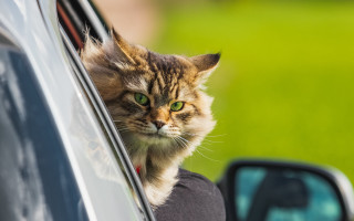 Black cat car window shiba - verdadism free wallpaper