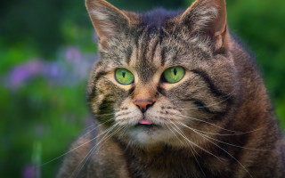 Cat green eyes blurry flower 2 - the background and a blurry background of grass free wallpaper