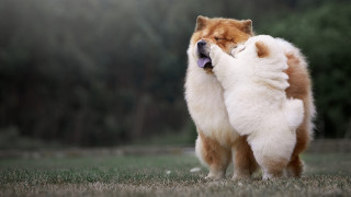 Dog standing hindlegs open mouth - its hind leg free wallpaper