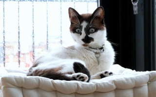 Cat laying bed pastel shock - a curtain behind free wallpaper