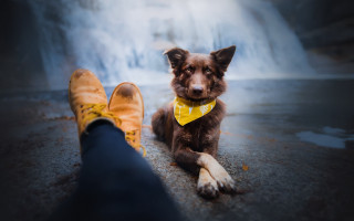 Dog person yellow shoes bow - elke vogelsang free wallpaper