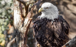 Bald eagle forest rock wall - a bald eagle free wallpaper