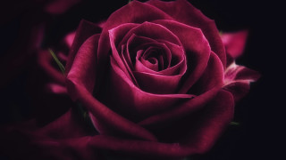 Red rose macro blurry flower - a blurry effect free wallpaper for desktop