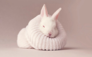 White rabbit sweater sleeping beatrix - a sweater free wallpaper