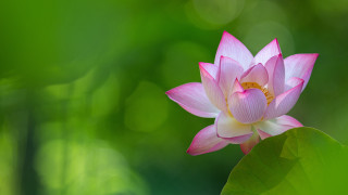 Pink flower yellow center green 2 - a yellow center free wallpaper