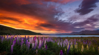 Flower lake sunset clouds cityscape - a lake in the background free wallpaper