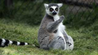 Lemur crossed legs stick chainlink - its leg free wallpaper