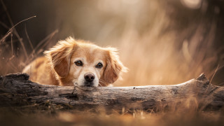 Dog over log woods grass - in the wood free wallpaper