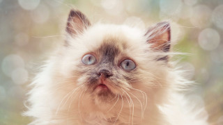 Cat blue eyes rococo realistic - big eye free wallpaper