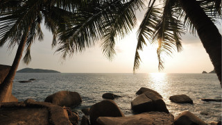 Palm tree rocky beach boat - the distance in the distance free wallpaper