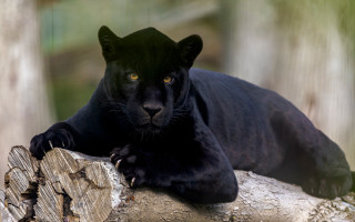 Black panther lying log forest - in a forest area free wallpaper
