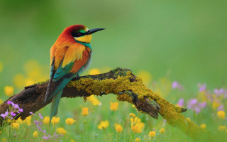 Colorful bird flower field mystical - a colorful bird free wallpaper