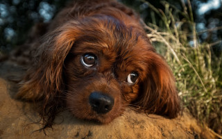 Brown dog blue eyes lying - a brown dog free wallpaper