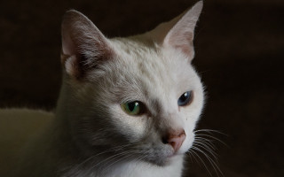 White cat green eyes serious 2 - its face and chest free wallpaper for desktop