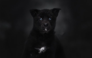 Black dog blue eyes vanitas - spot free wallpaper