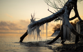 Ice covered branch lake sunset - anthony s waters free wallpaper