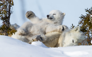 Polar bear cub playing snow 2 - wild free wallpaper