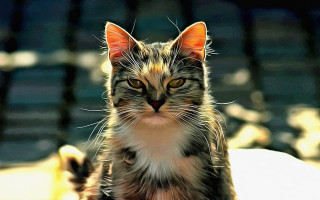 Cat bench photorealistic blurry depthoffield - a cat free wallpaper