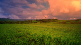 Bird field mountains cloudy sunset - lush free wallpaper for desktop