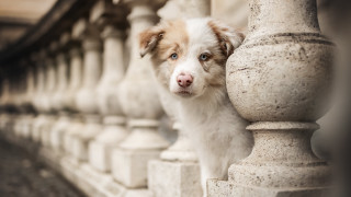 Dog looking fence head wide - his head free wallpaper