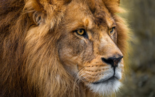 Lion closeup nature photography hairy - animal free wallpaper for desktop