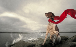 Dog rock red scarf outdoors - a red scarf free wallpaper for desktop