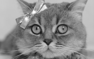 Cat bow sad face eye - a bow free wallpaper