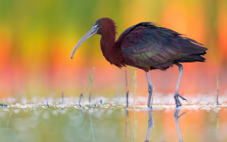 Bird water grass flowers impressionist - a long beak free wallpaper