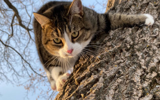 Cat branch autumn blue sky - a few branch free wallpaper