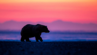 Bear sunset field wildlife photography - a sky in the background free wallpaper for desktop