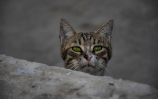 Cat green eyes rock wall - a rock wall free wallpaper